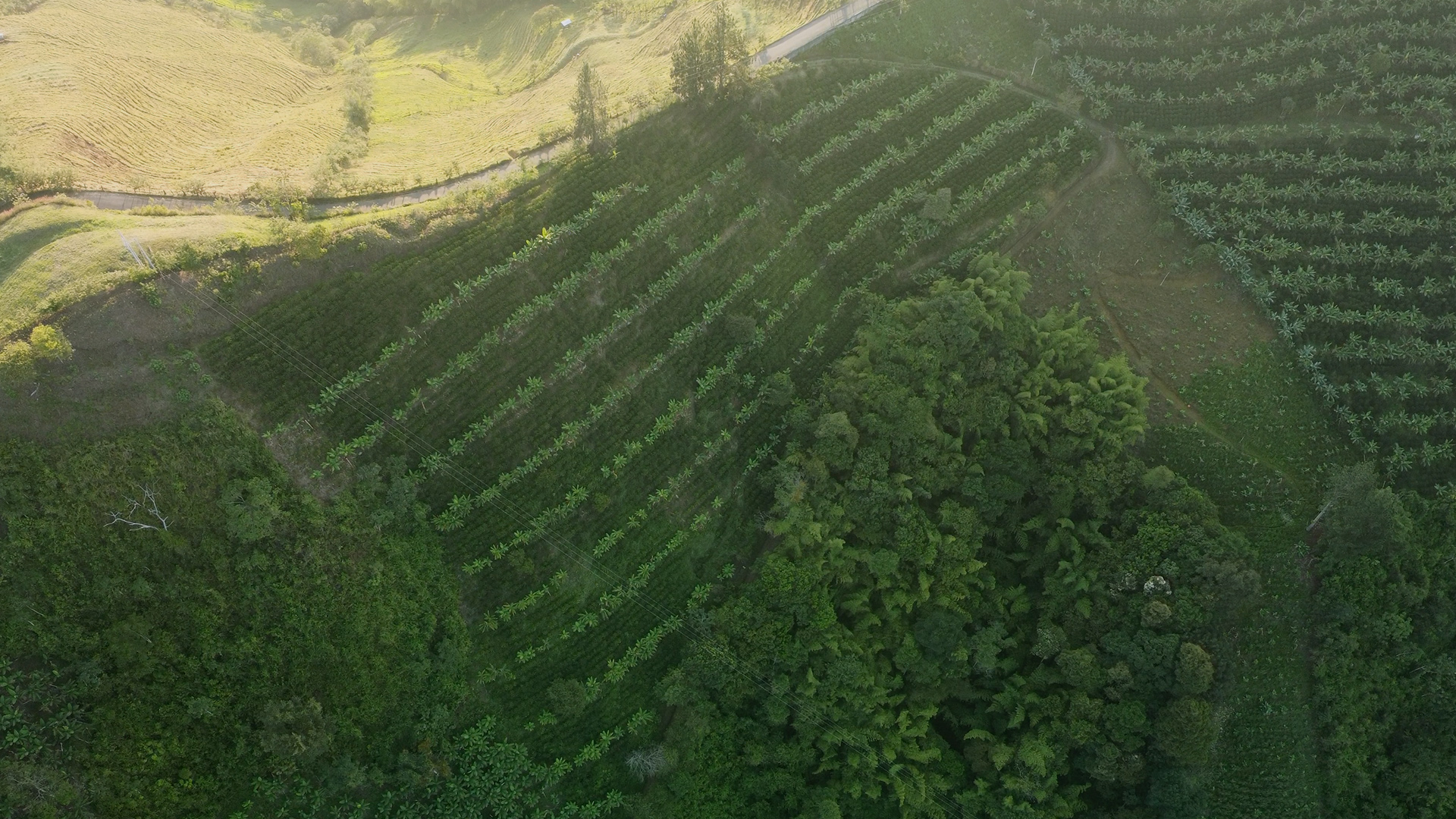 Alta Sajonia — Contador & Los Pinos Washed — Colombia