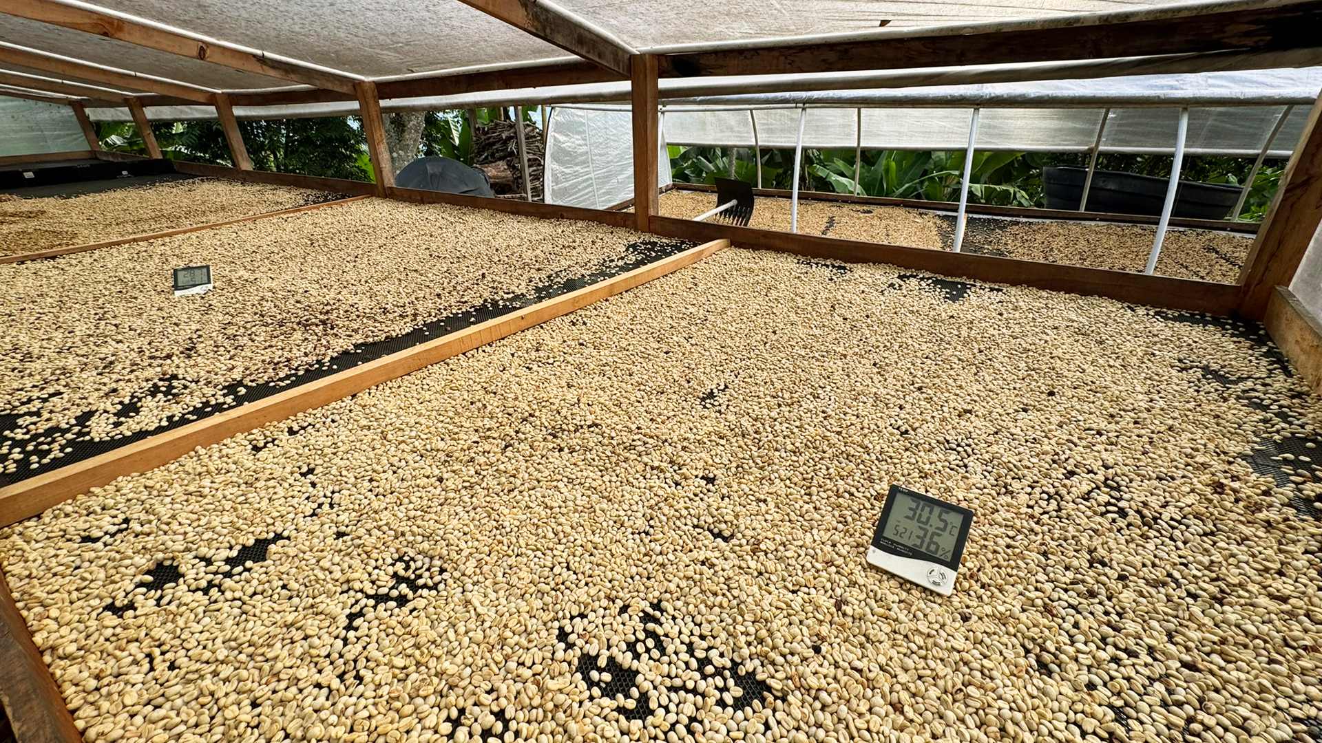 Coffee parchment drying on raised beds at Finca Alta Sajonia