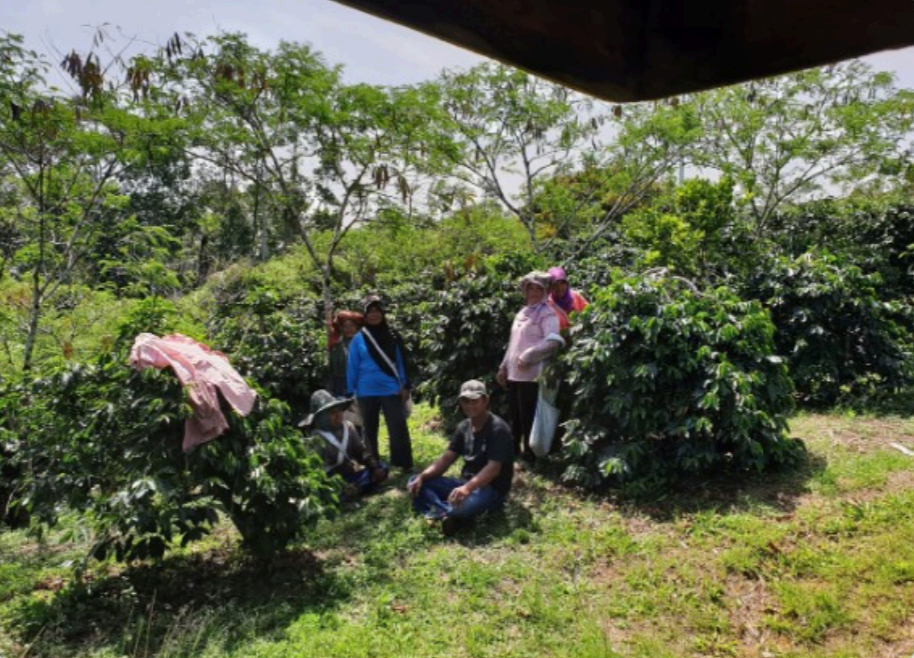 Gayo Arabica Grade 1 — Indonesia