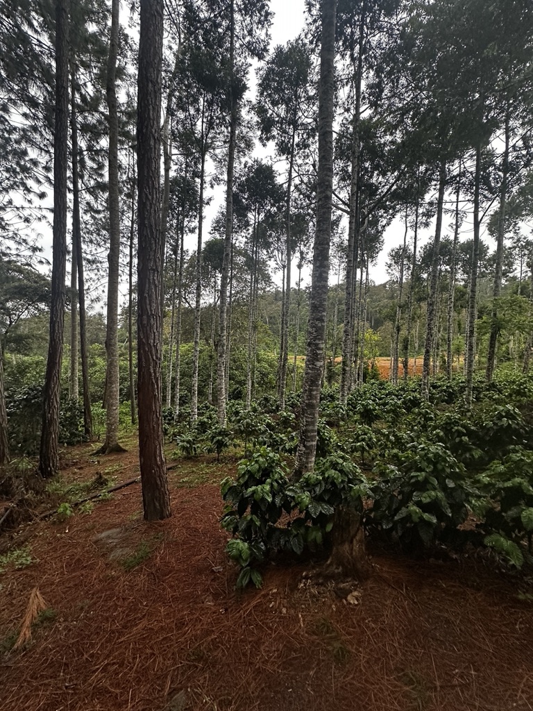 Shade-grown coffee under native pines, Villa Rica