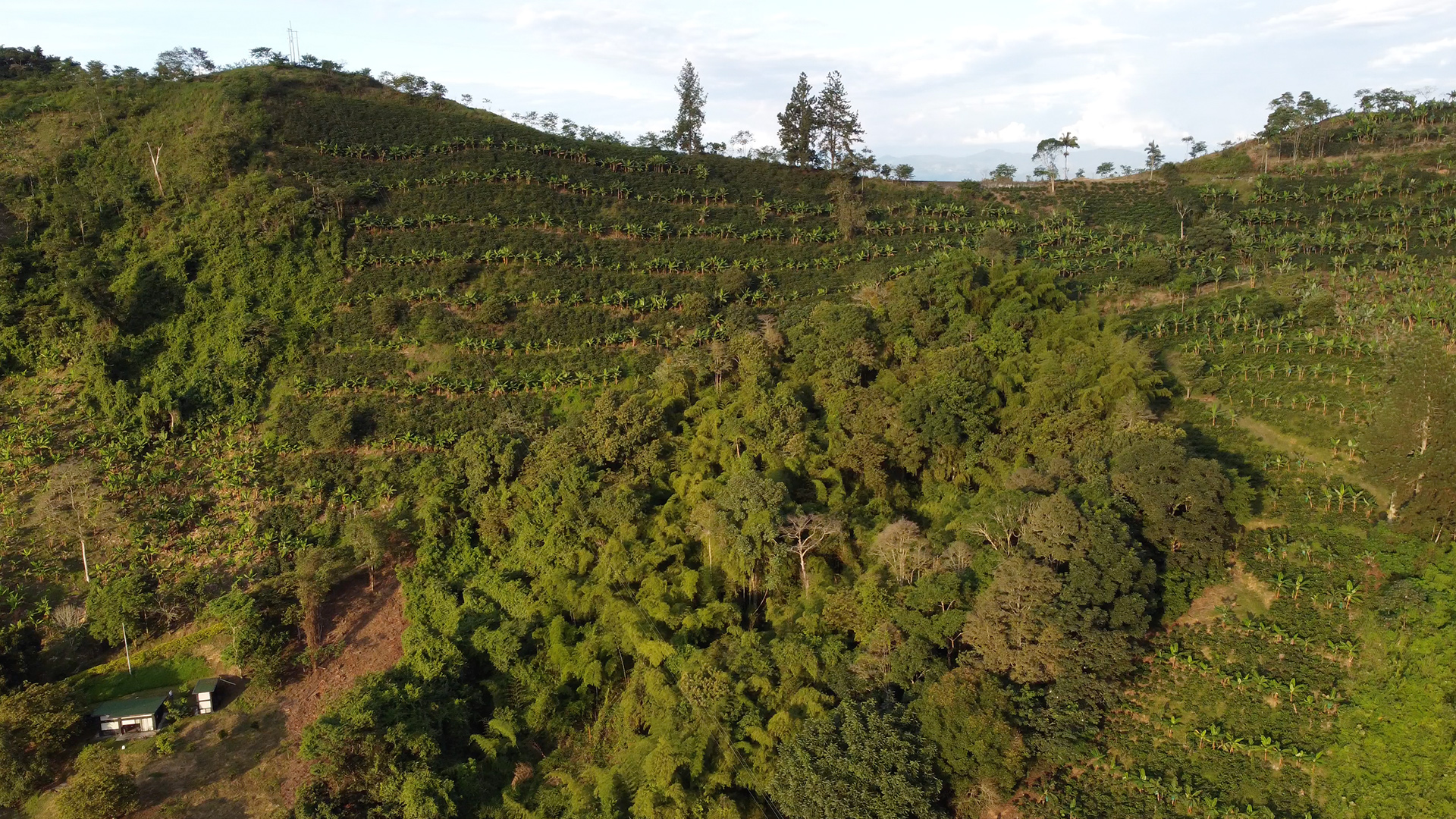 Alta Sajonia Coffee — producers and community