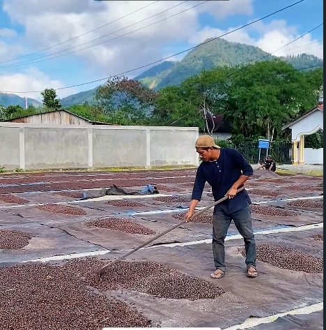 Coffee drying on a large patio in North Sumatra