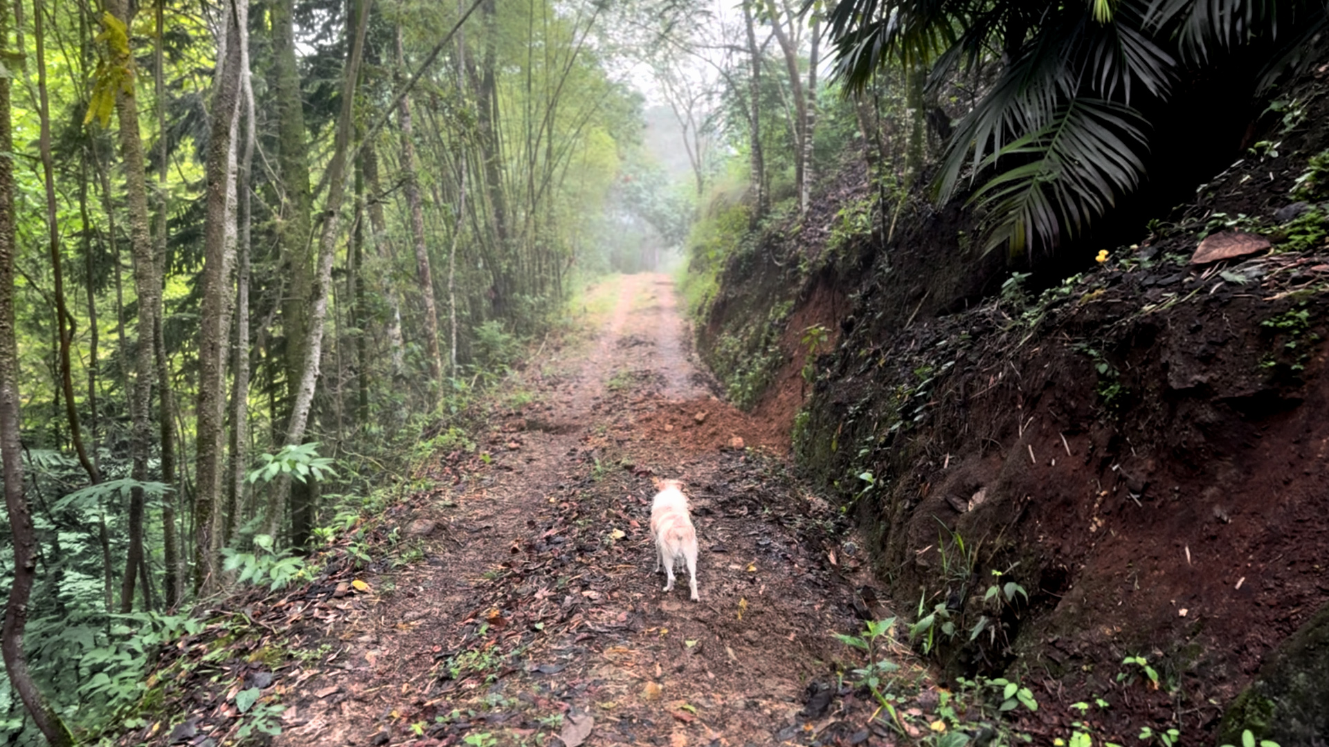 Path through shade trees near Finca Alta Sajonia in Balboa, Risaralda