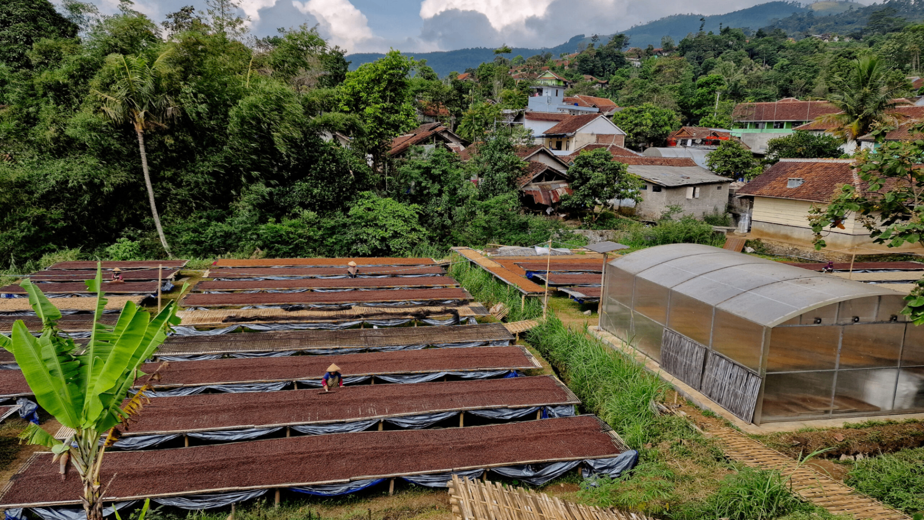 Coffee drying beds beside a village in Kamojang, West Java