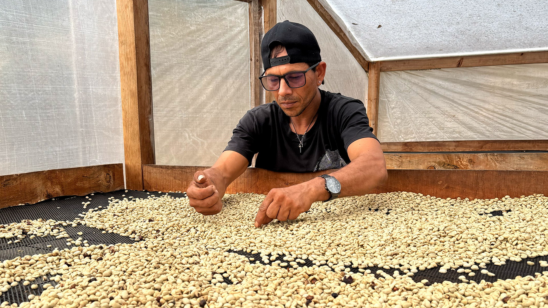 Washed coffee parchment being turned during sun drying at Finca Alta Sajonia