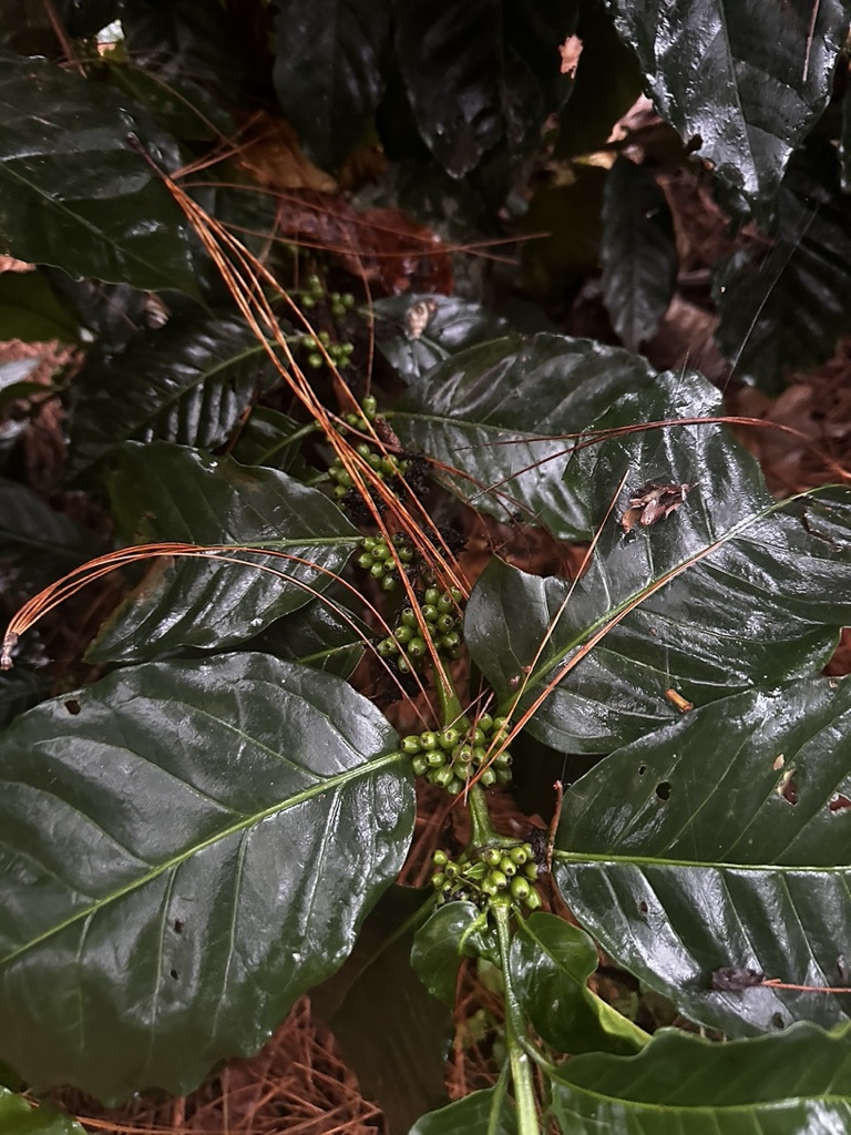 Ripening coffee cherries on the branch, Villa Rica