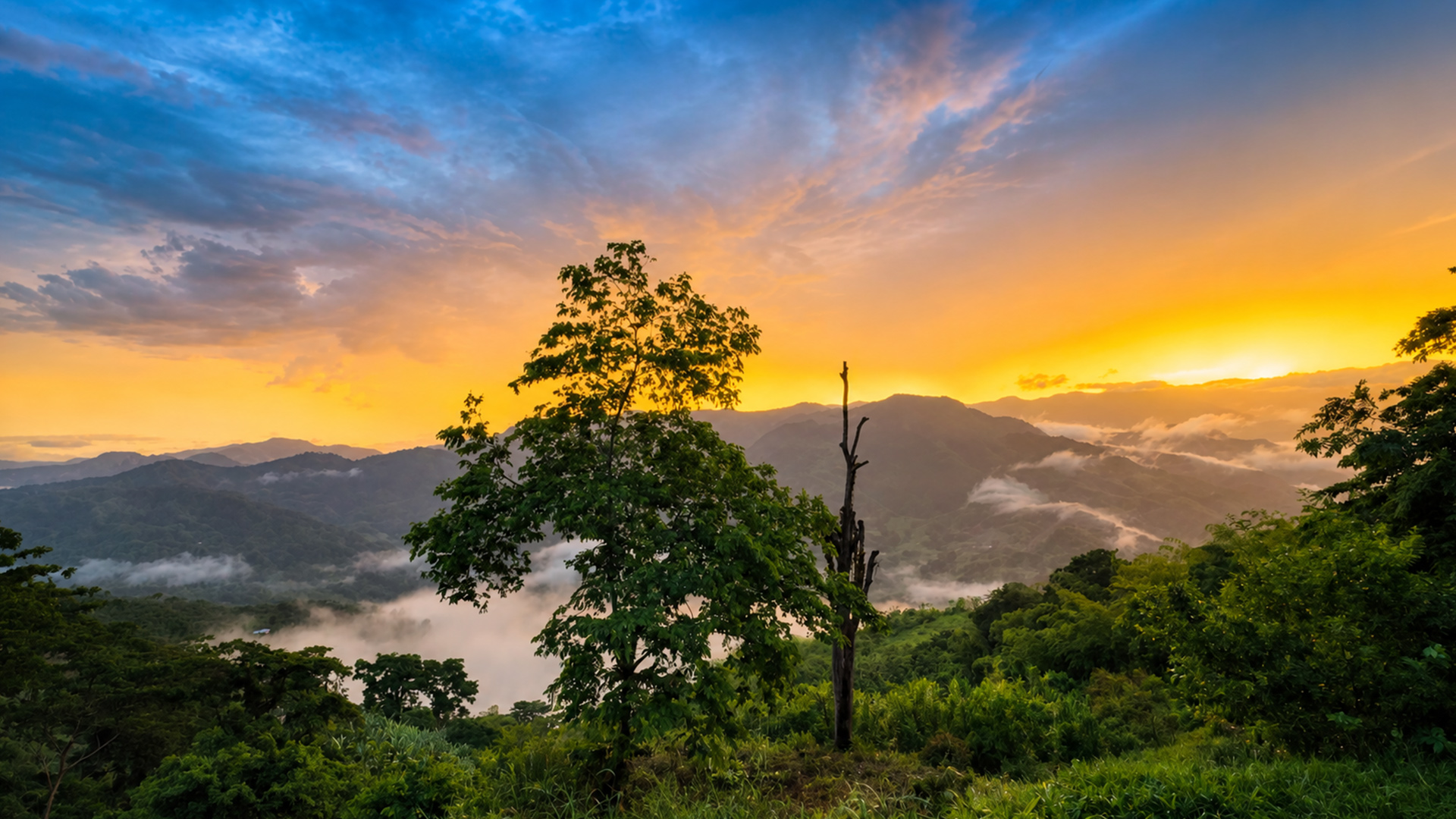 Alta Sajonia Coffee — processing
