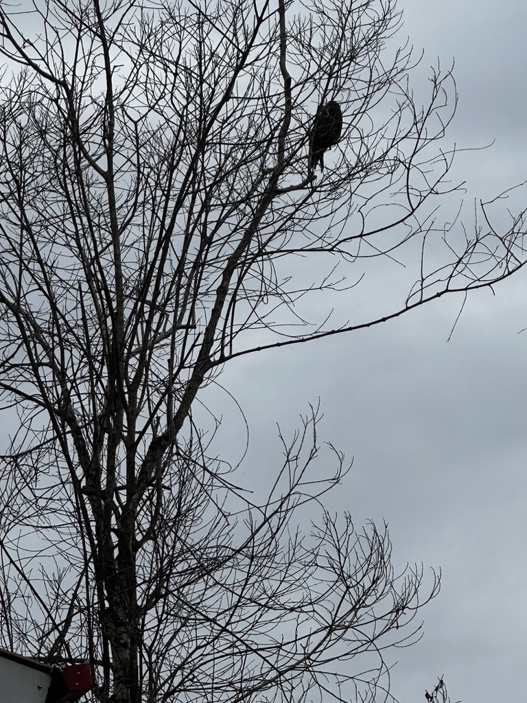 Bird perched in a bare tree, Oxapampa