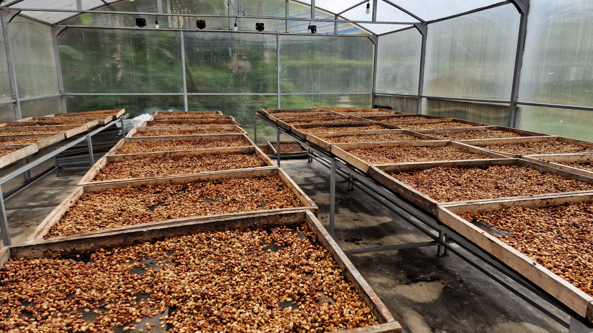 Coffee parchment drying inside a solar greenhouse at the Wanoja Farm Collective